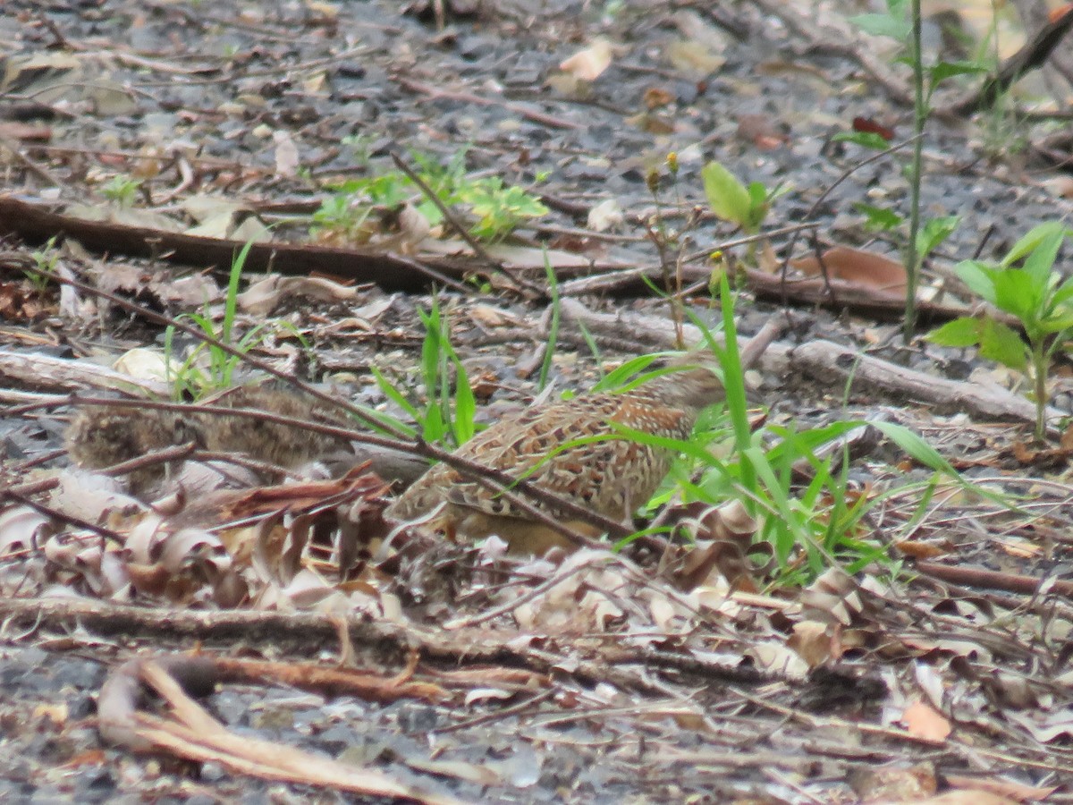 Painted Buttonquail - ML283068551