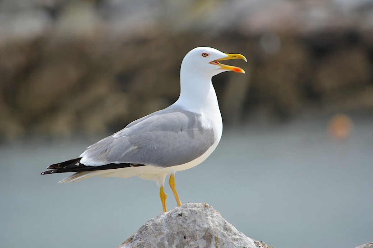 Yellow-legged Gull - ML283070021