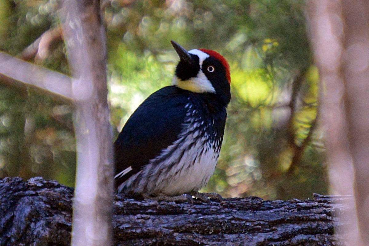 Acorn Woodpecker - ML28307831
