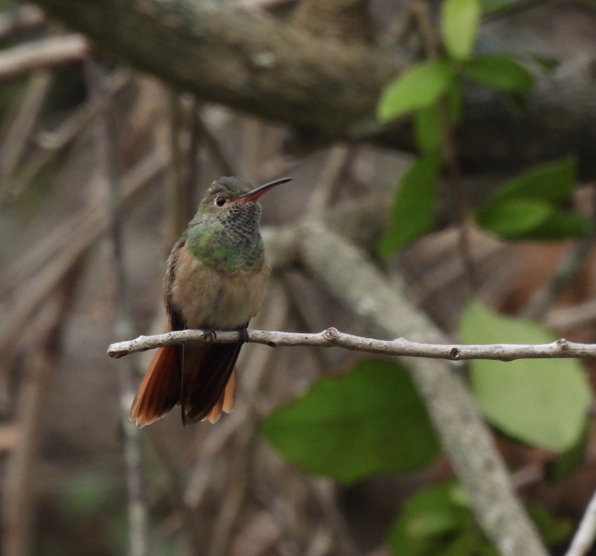 Buff-bellied Hummingbird - Nick Ramsey