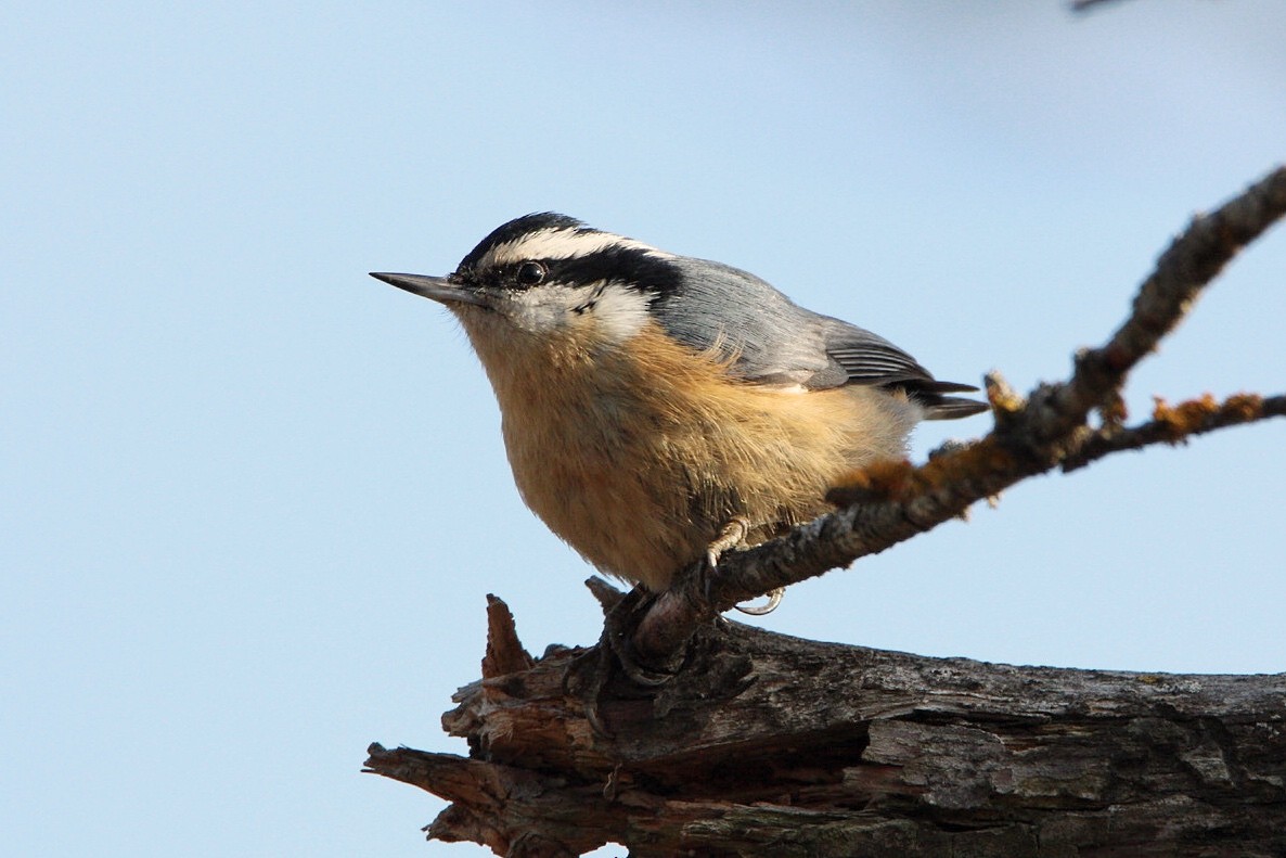 Red-breasted Nuthatch - Quentin Nolan
