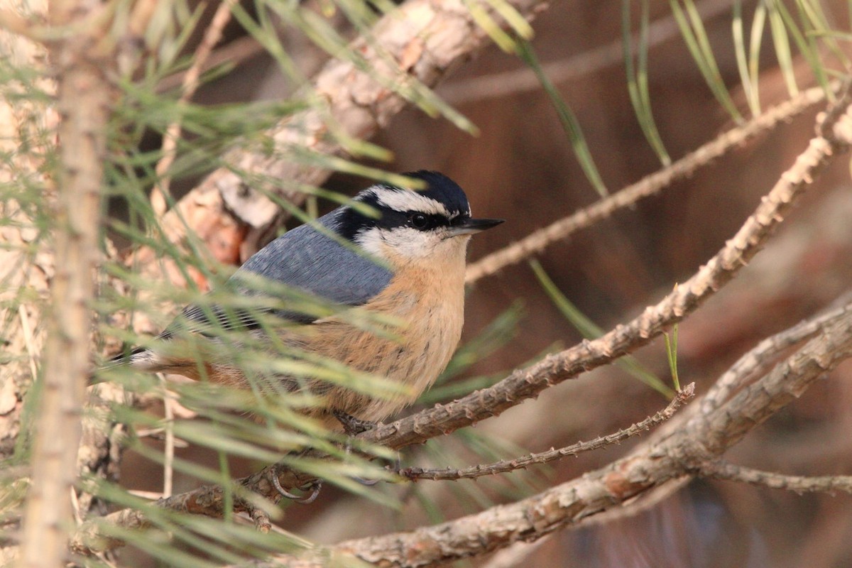 Red-breasted Nuthatch - ML283080731
