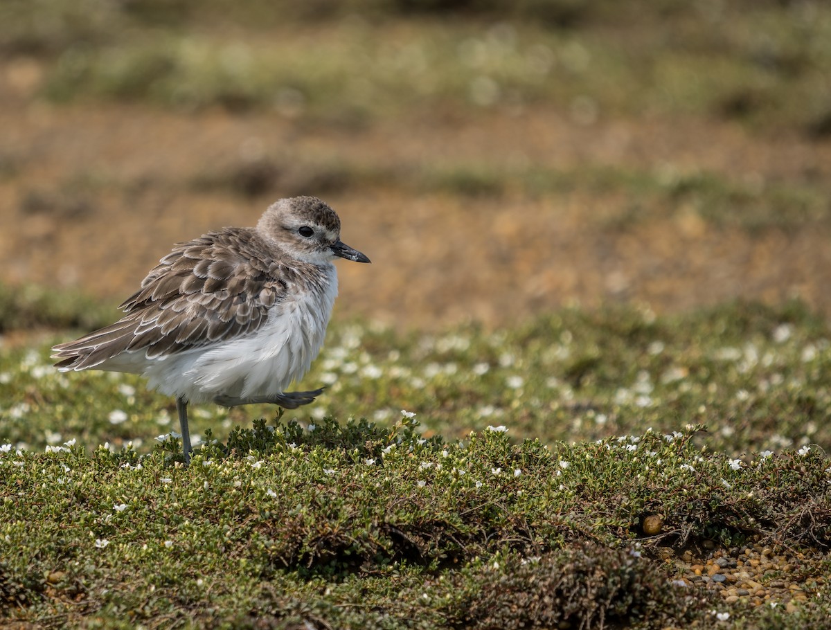 Red-breasted Dotterel (Southern) - ML283085421