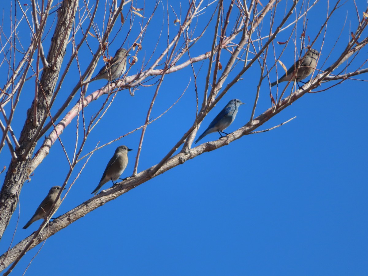 Mountain Bluebird - carolyn spidle