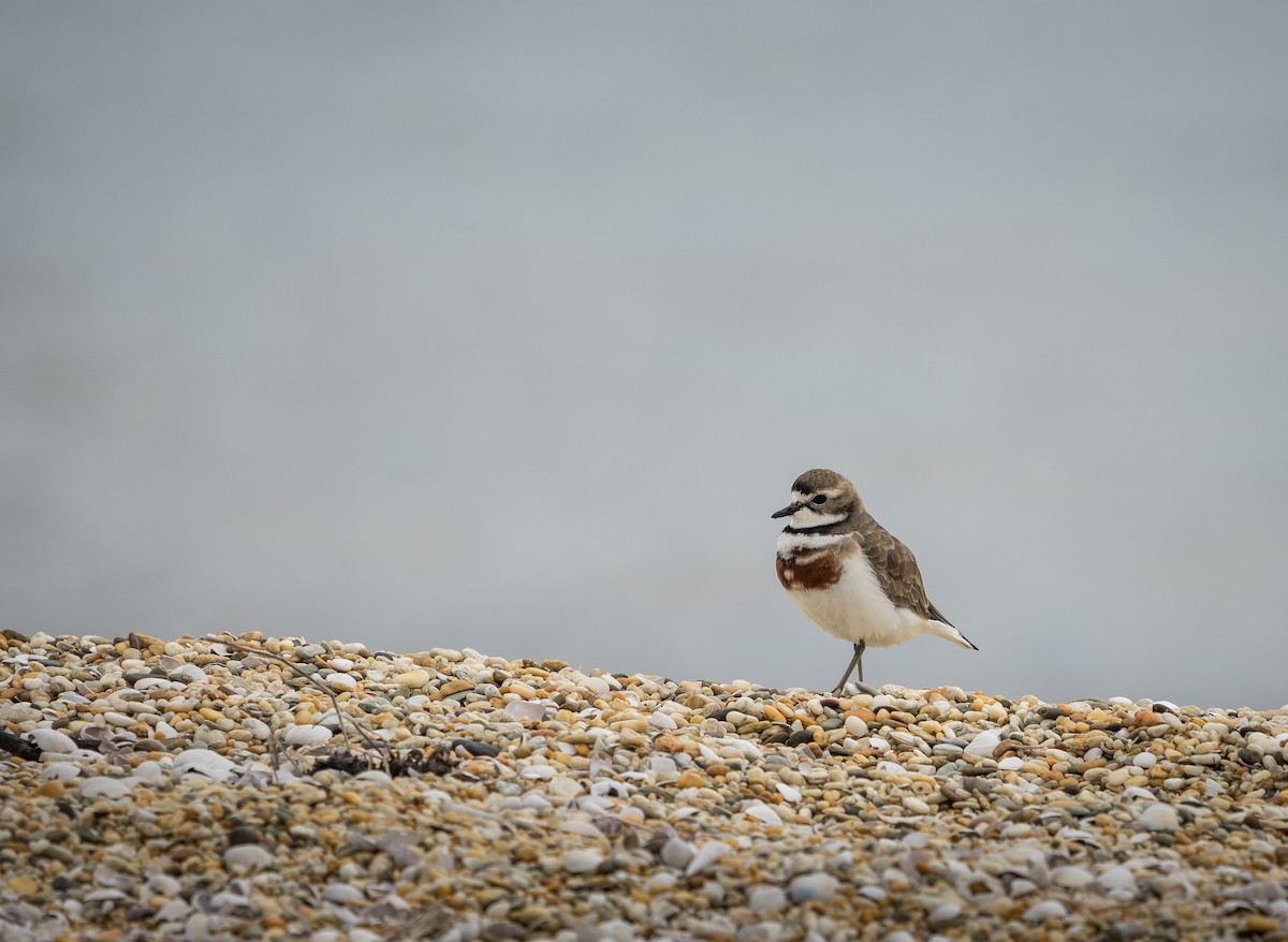 Double-banded Plover - ML283086431