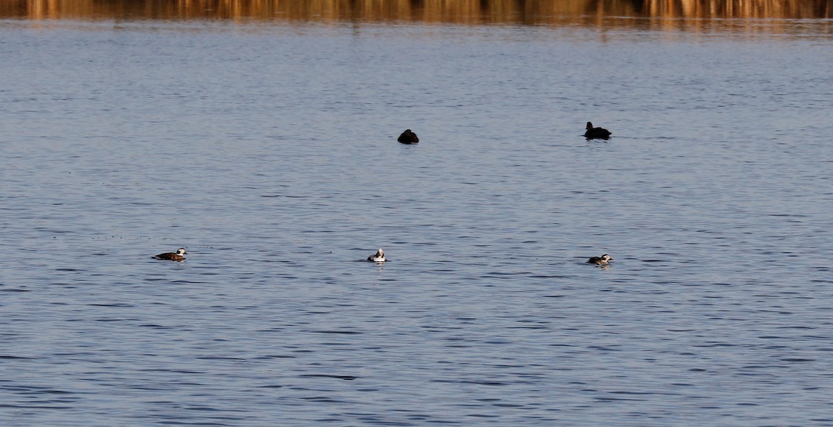 Long-tailed Duck - ML283092821