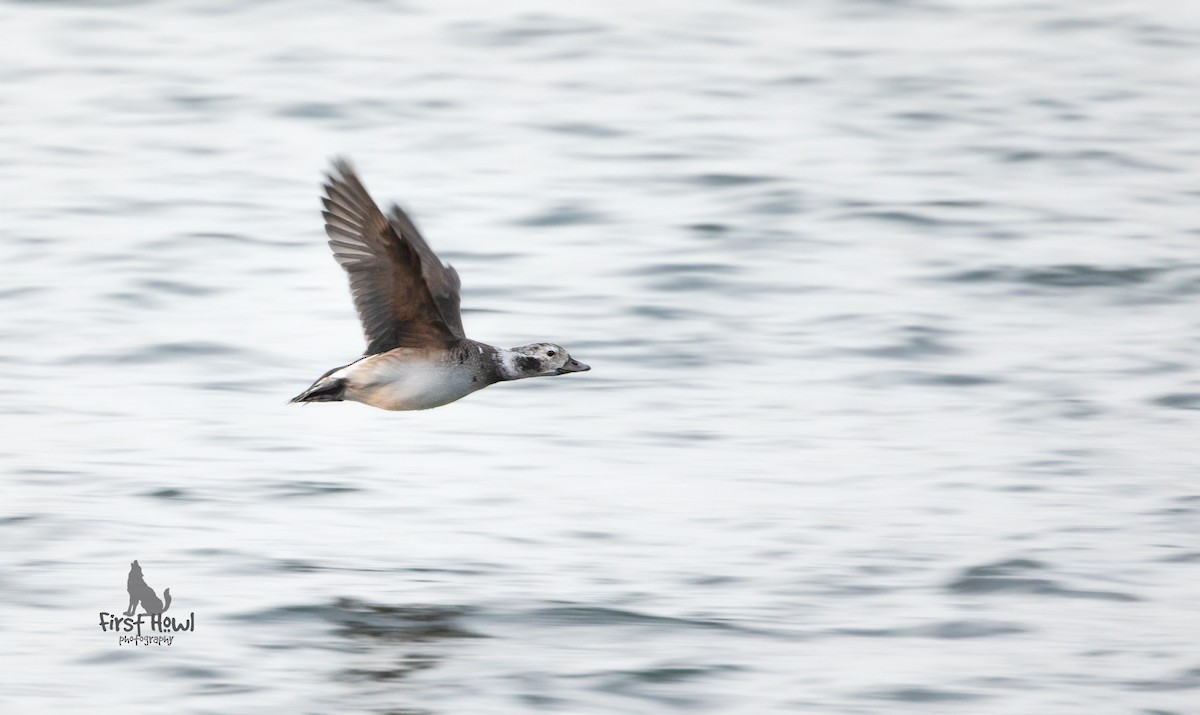 Long-tailed Duck - ML283093291