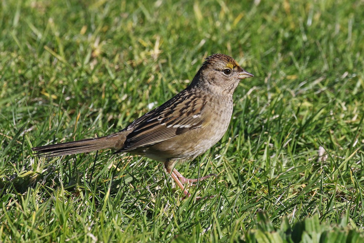 Golden-crowned Sparrow - ML283094371