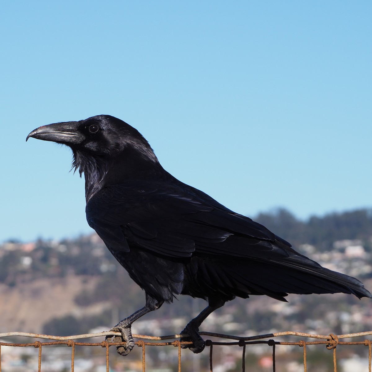 Common Raven - Preston Mui