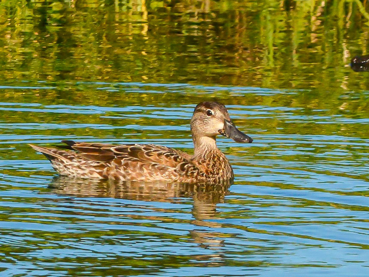 Blue-winged Teal - ML283097971