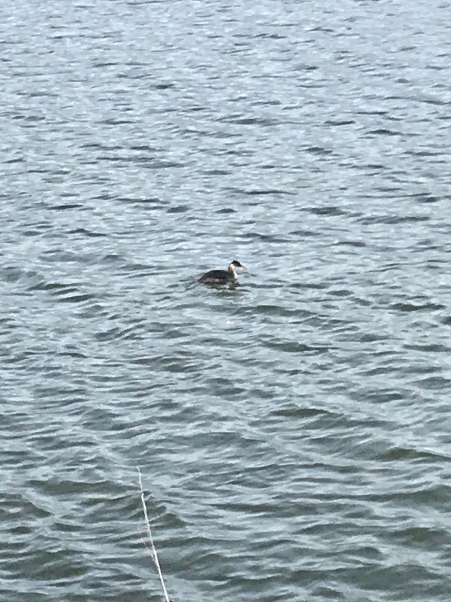 Red-necked Grebe - ML283102301