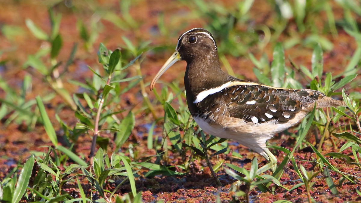 South American Painted-Snipe - Jorge Chamorro