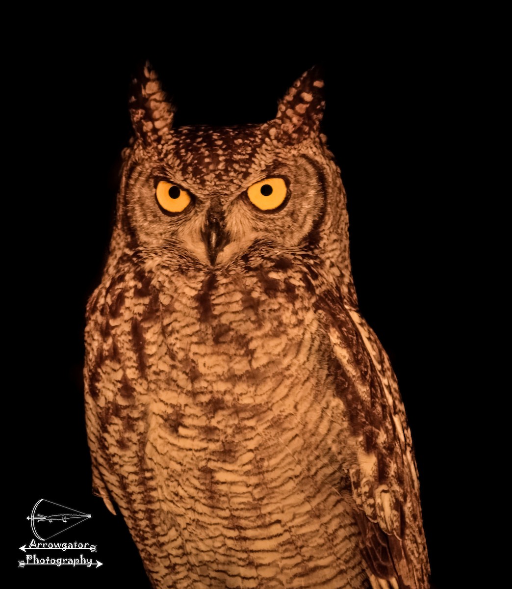 Spotted Eagle-Owl - ML283103771