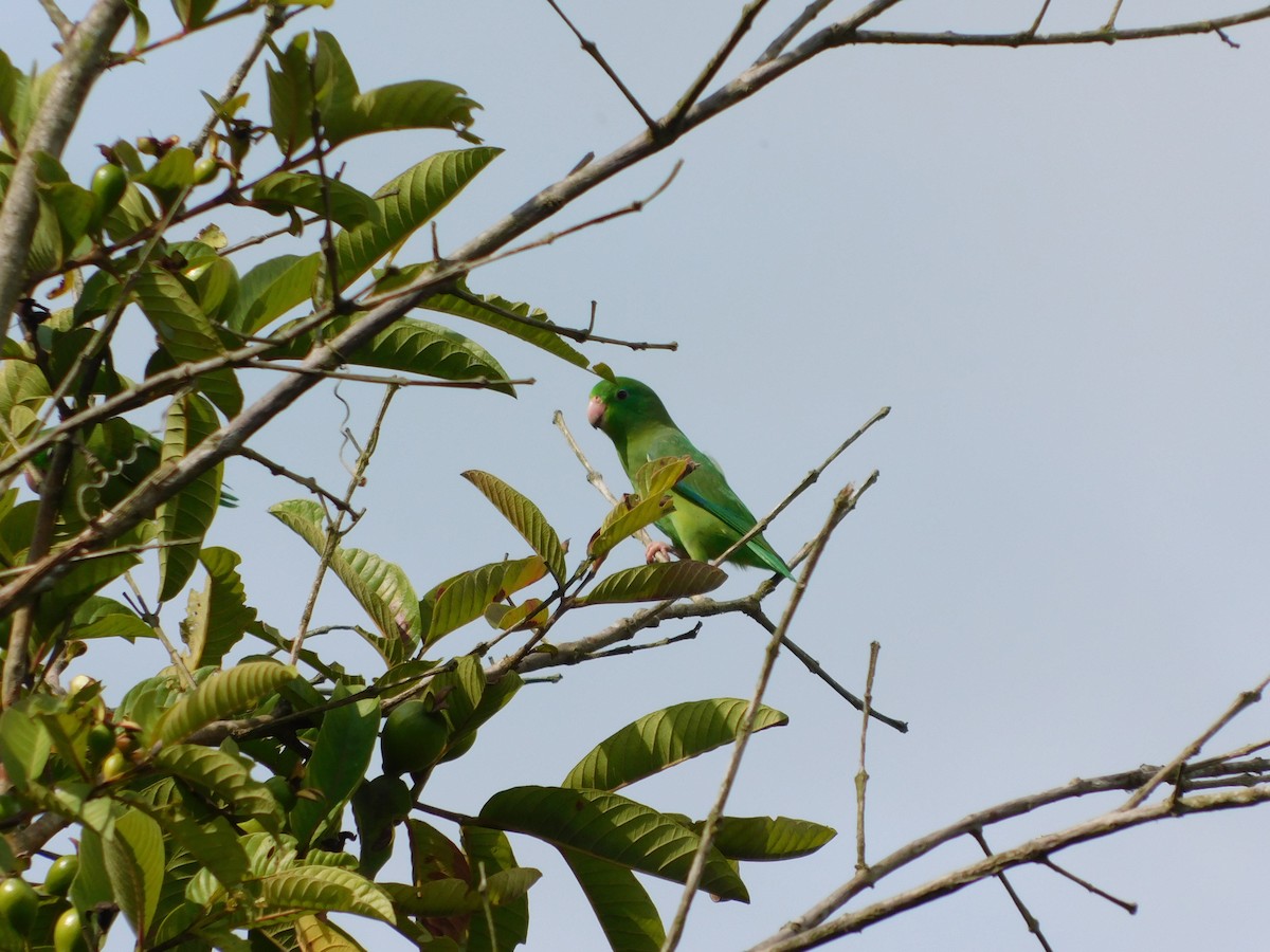 Spectacled Parrotlet - ML283108071