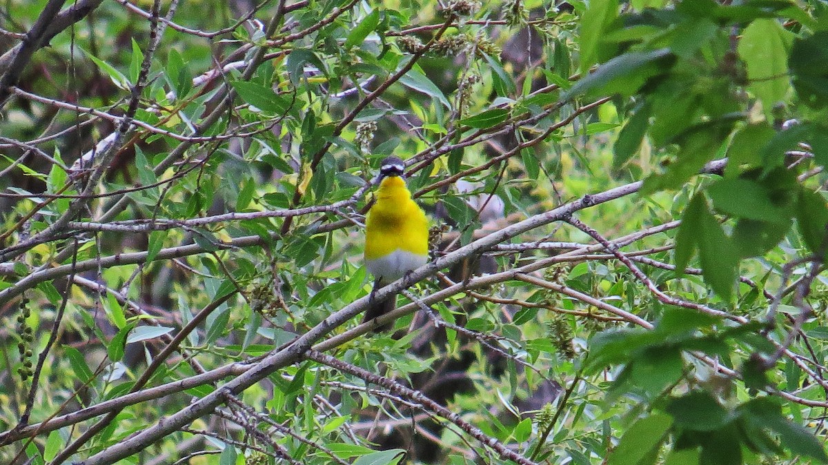 Yellow-breasted Chat - Mike Hearell