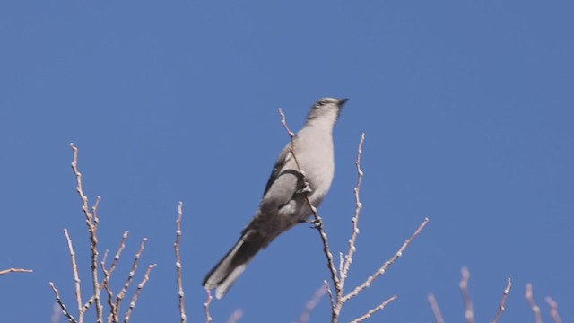 Townsend's Solitaire - ML283110011