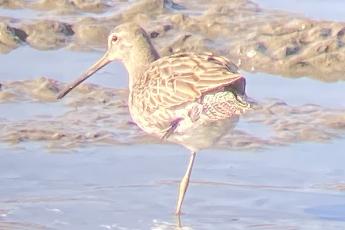 Long-billed Dowitcher - ML283110831