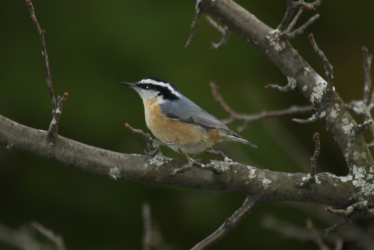 Red-breasted Nuthatch - ML283111271