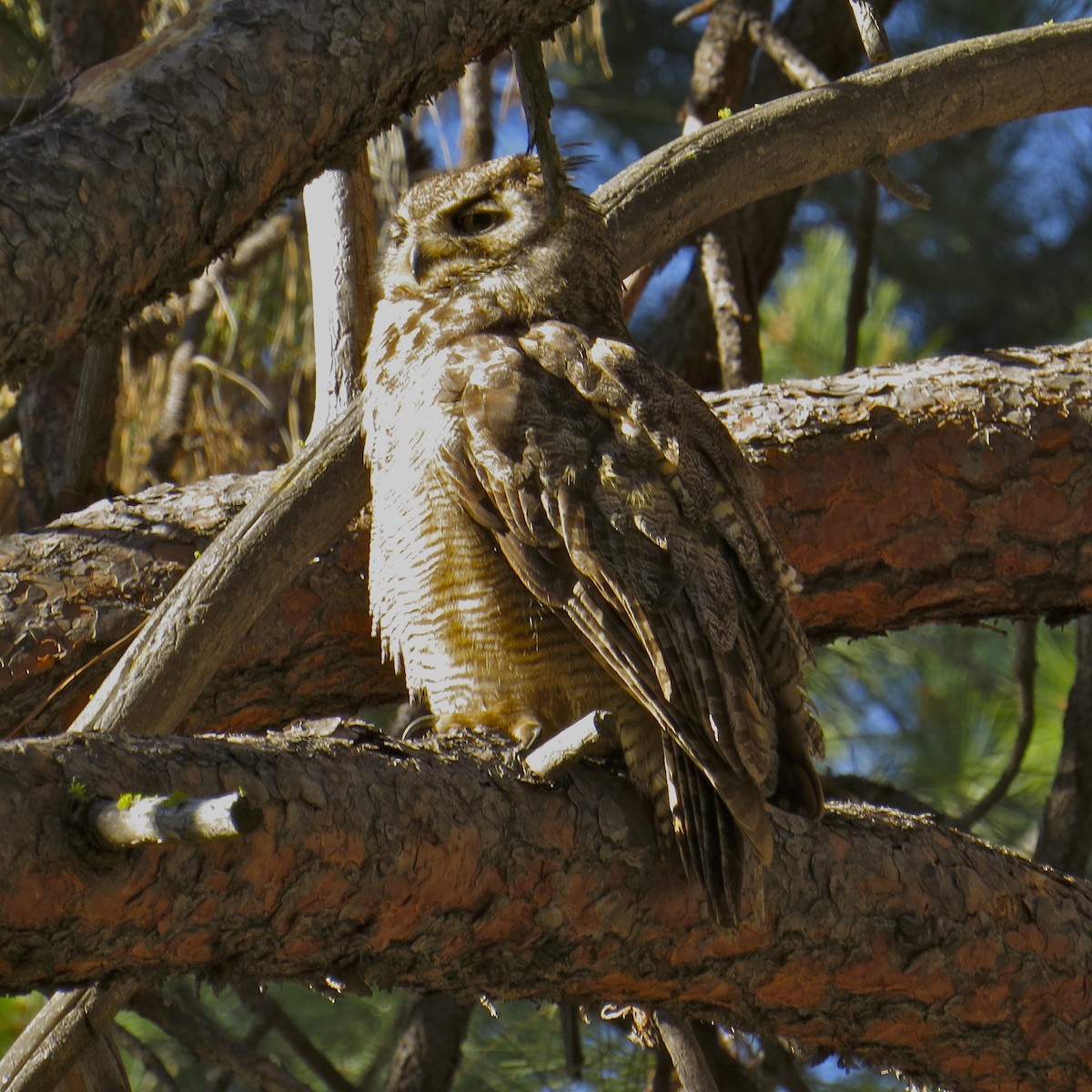 Great Horned Owl - ML28311171
