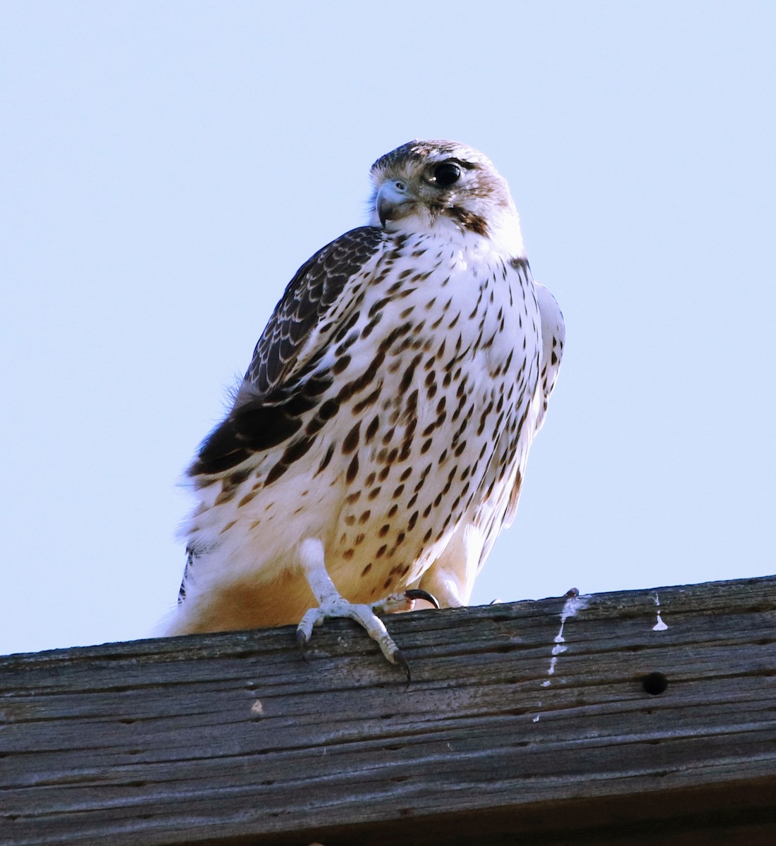 Prairie Falcon - Mark  Ludwick