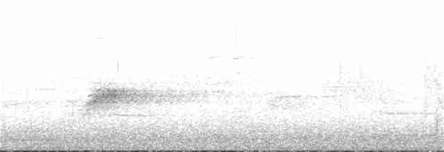 lesňáček černobílý - ML28311341