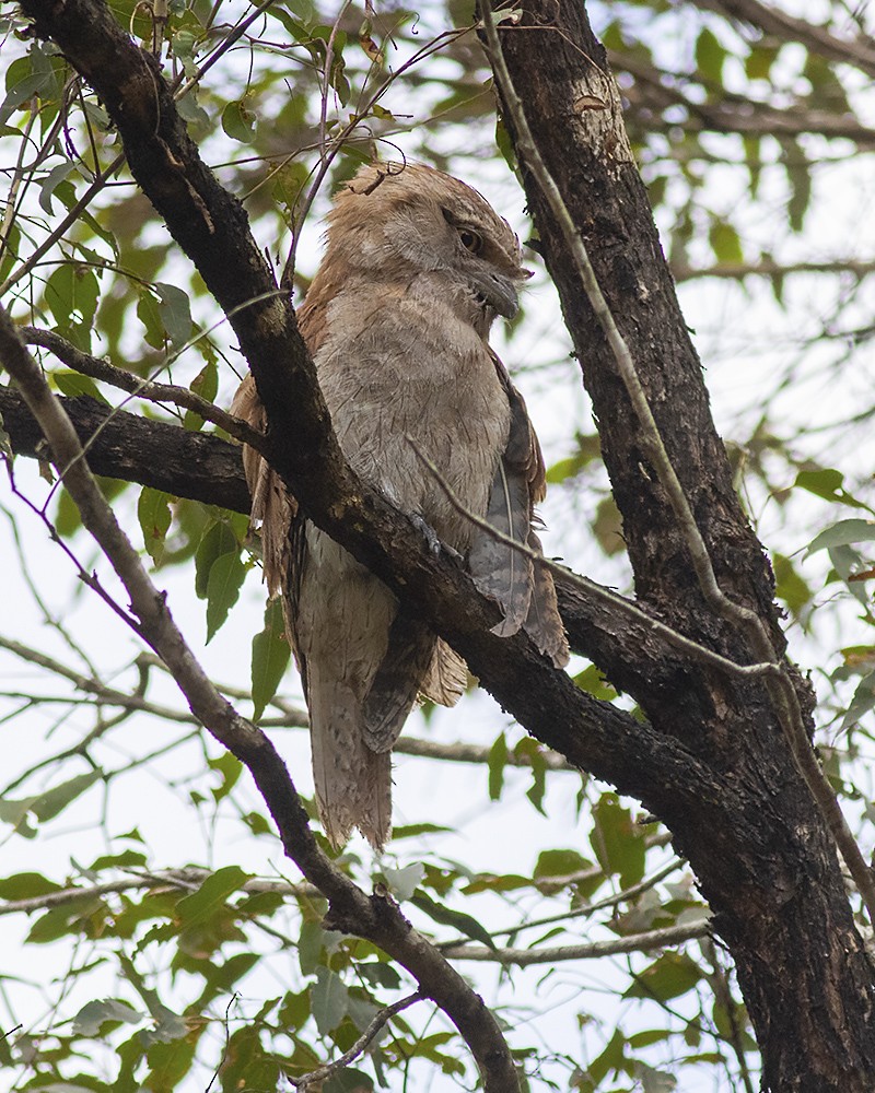 Tawny Frogmouth - Stephen Murray