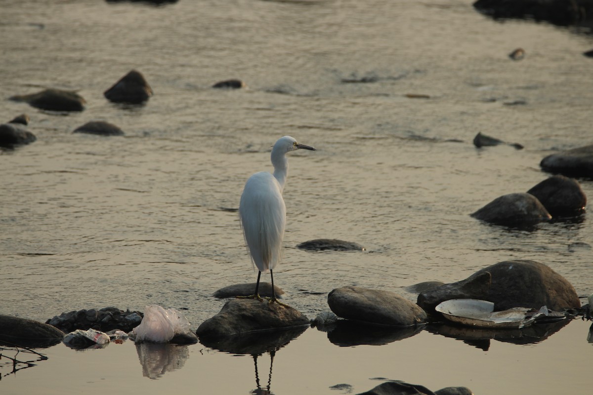 Little Egret - Praveen  Kumar