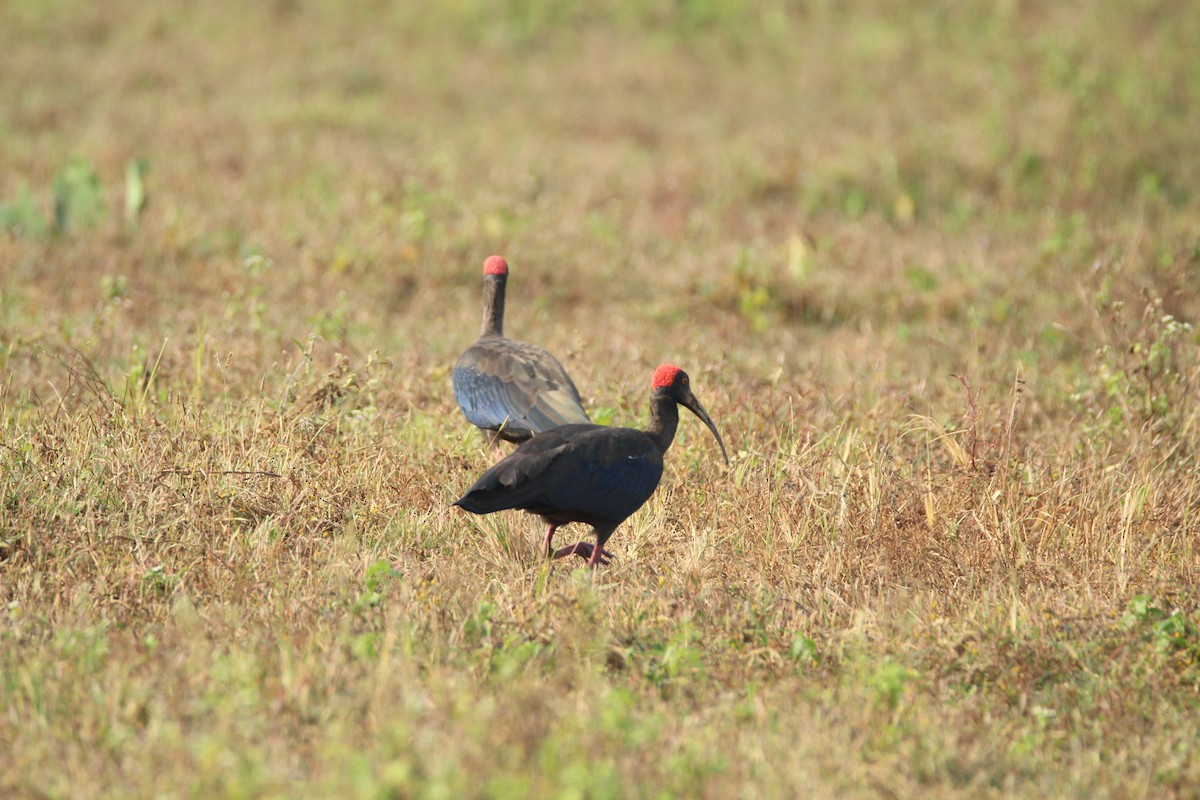 Red-naped Ibis - Praveen  Kumar