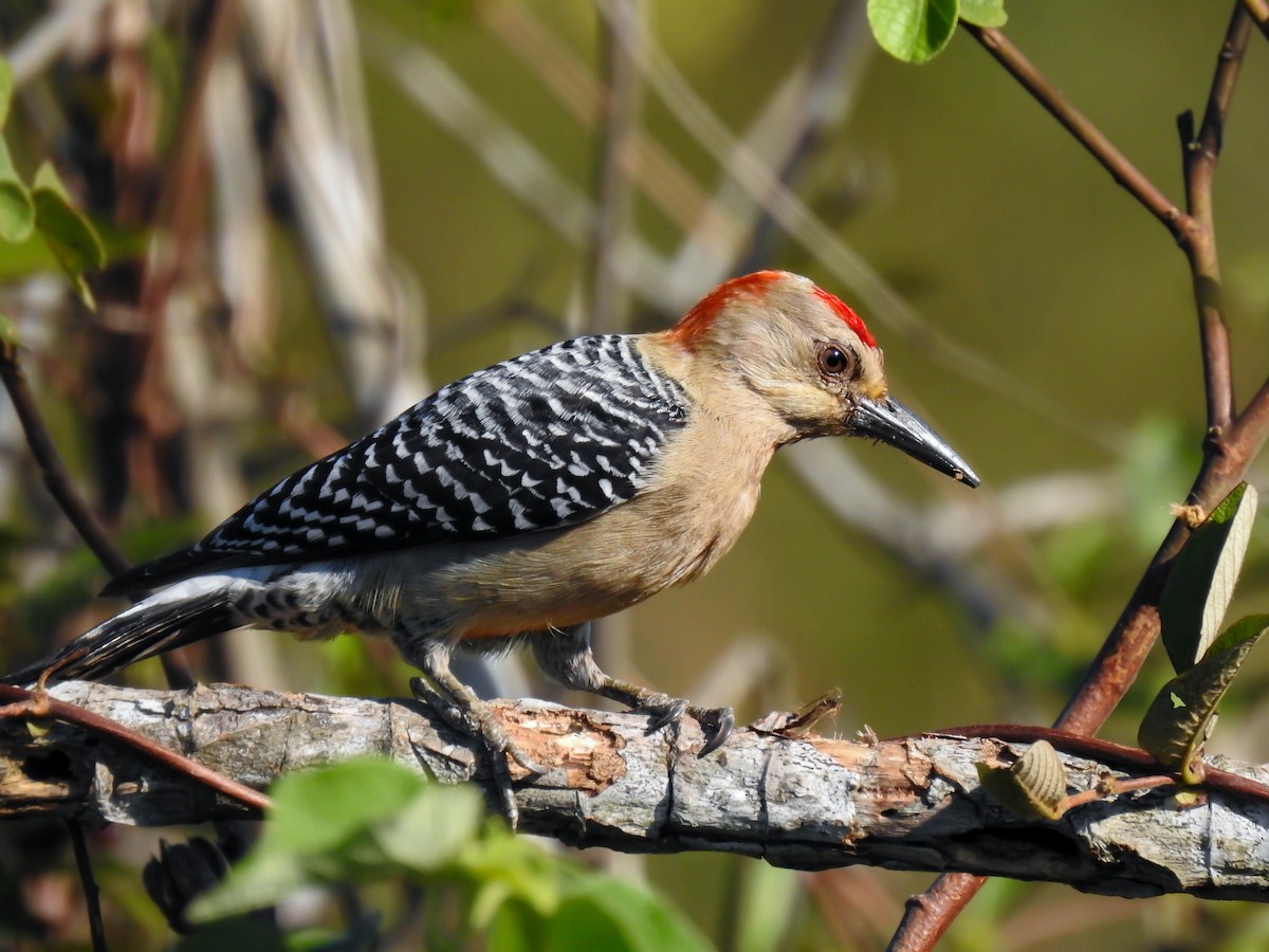 Red-crowned Woodpecker - Jhon Velasquez