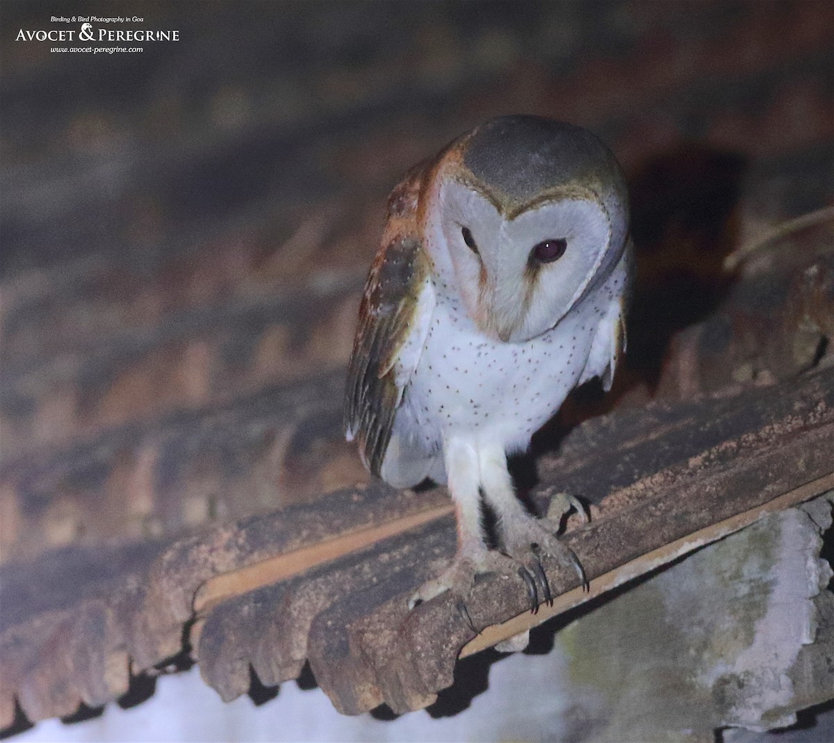 Barn Owl - Savio Fonseca (www.avocet-peregrine.com)
