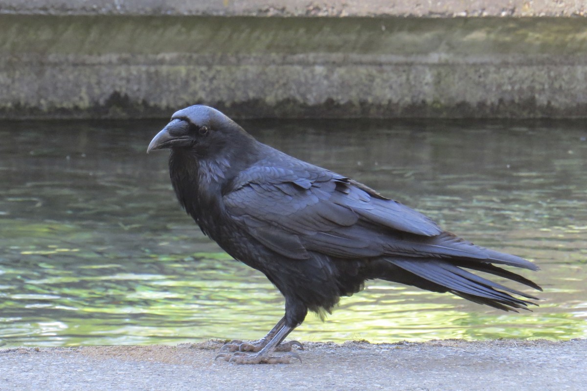 Common Raven - Charlotte Morris