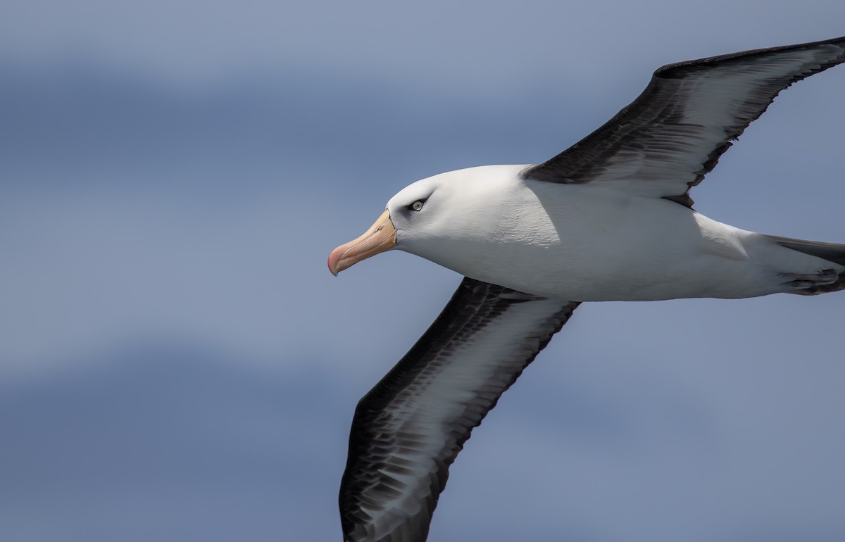 Black-browed Albatross (Campbell) - ML283134031