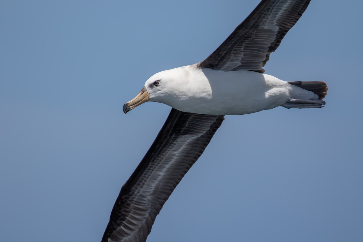 Black-browed Albatross (Campbell) - ML283134071