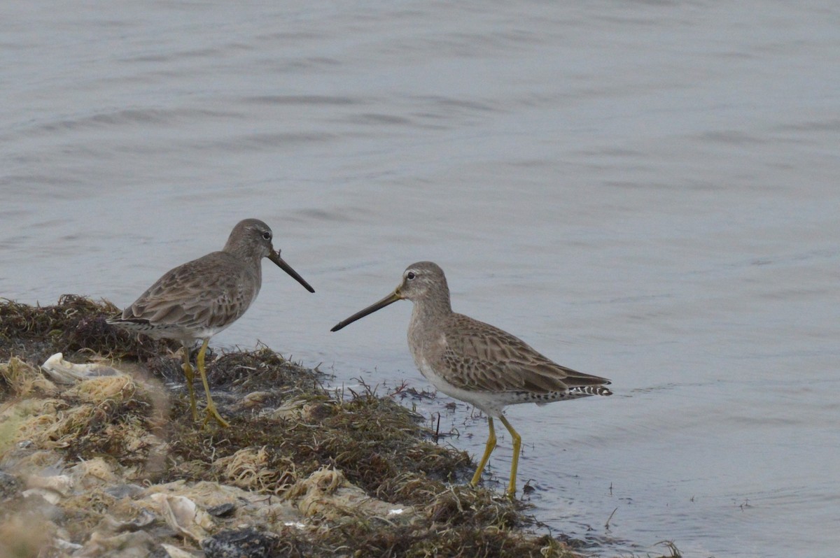 Long-billed Dowitcher - ML283135791