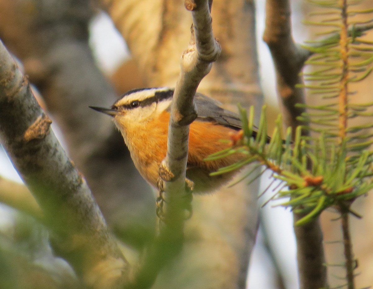 Red-breasted Nuthatch - David New