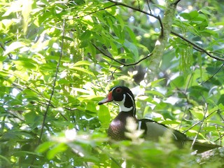 Wood Duck, ML28313991