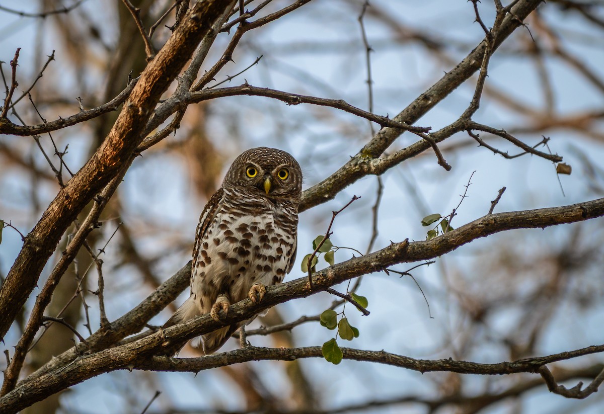 African Barred Owlet - ML283144031