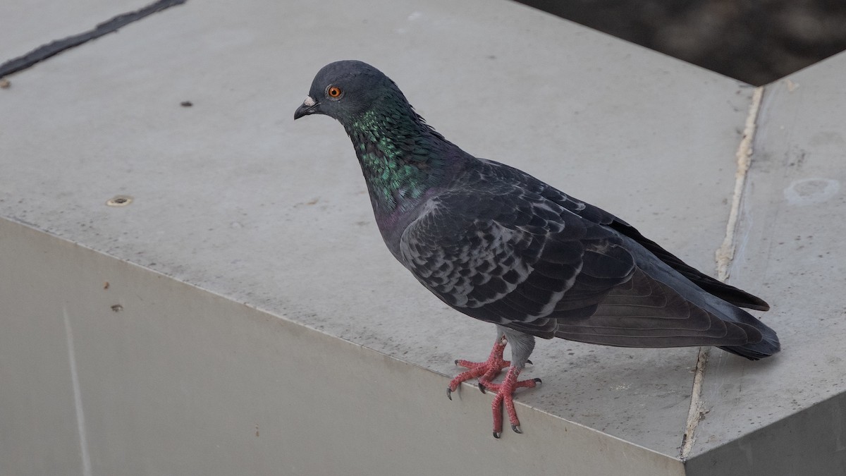 Rock Pigeon (Feral Pigeon) - ML283144521