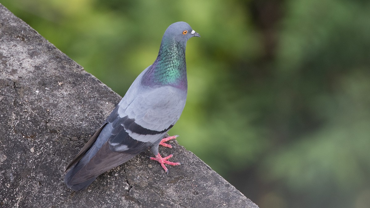 Rock Pigeon (Feral Pigeon) - Robert Tizard