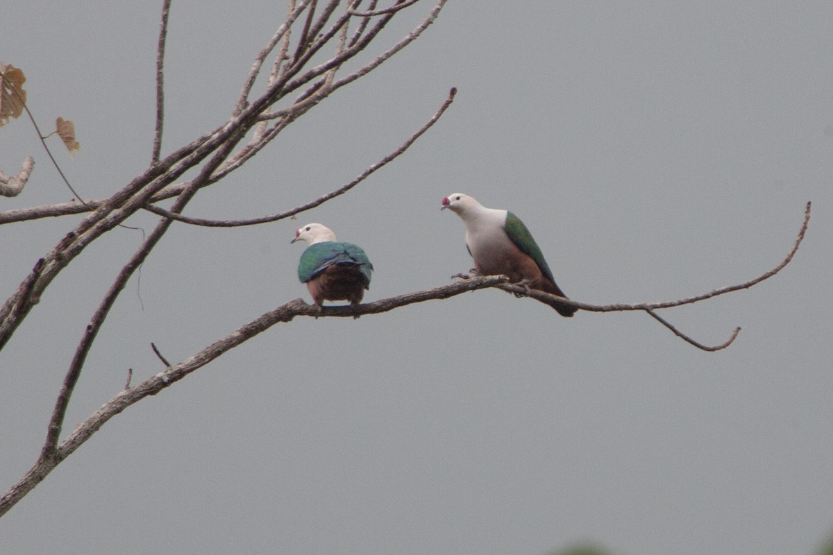 Red-knobbed Imperial-Pigeon - ML283145541