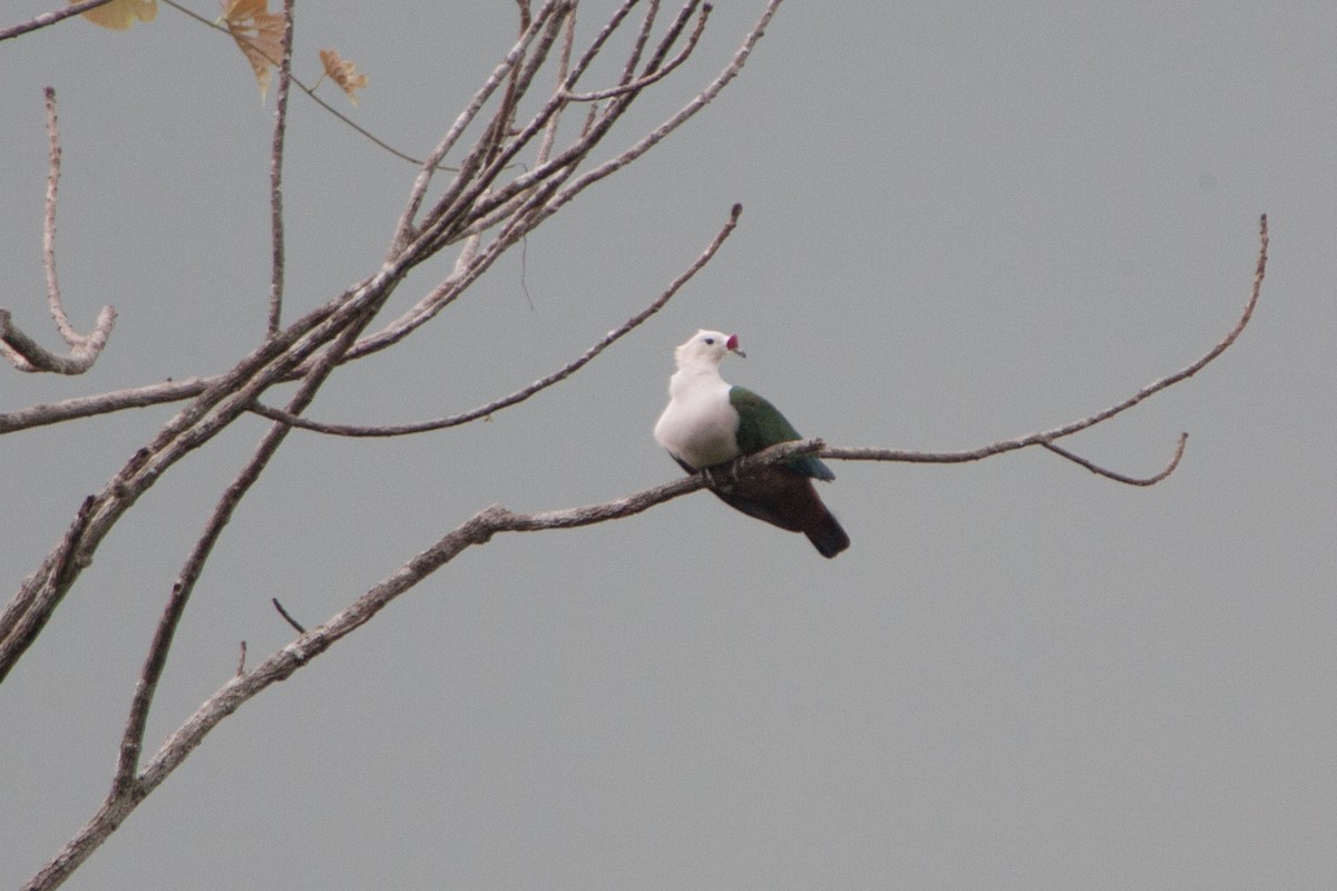Red-knobbed Imperial-Pigeon - ML283145601