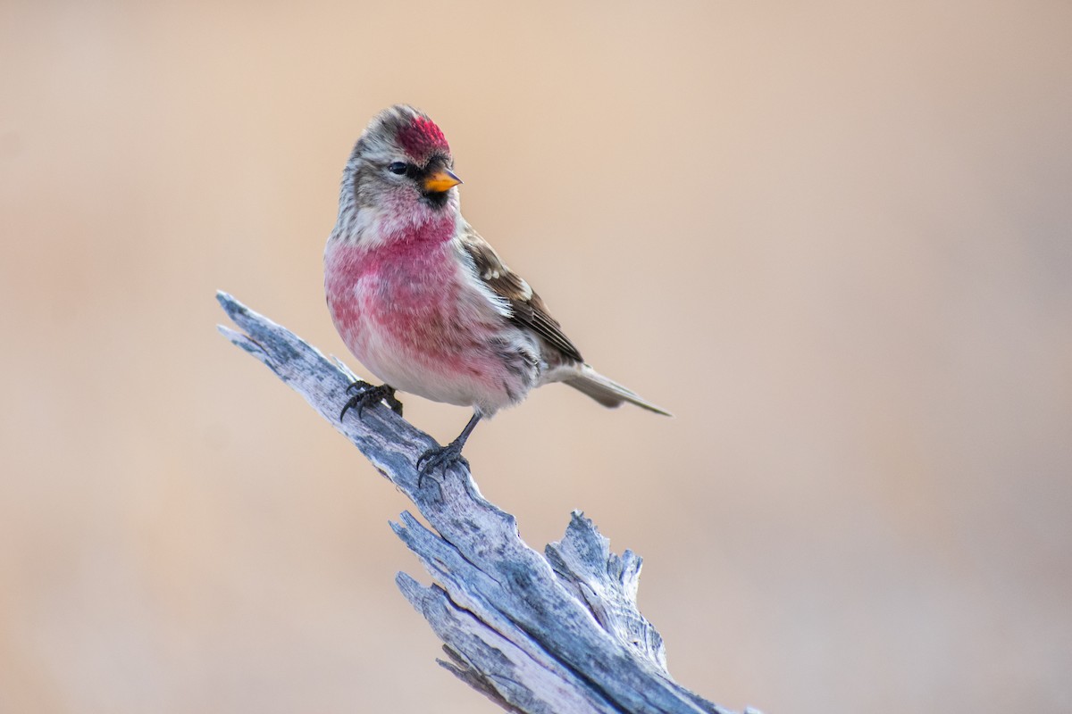 eBird Checklist 26 Nov 2020 Matheson Wetlands PreserveMain Pond