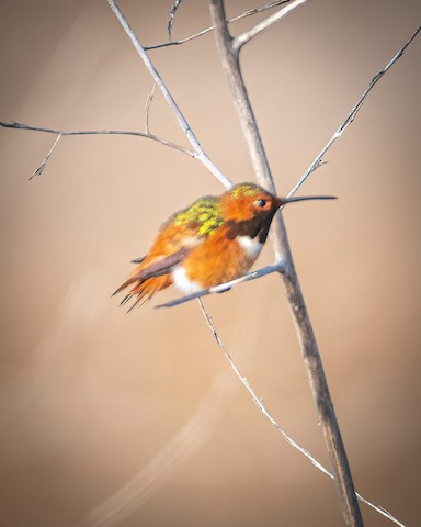 Allen's Hummingbird - James Kendall