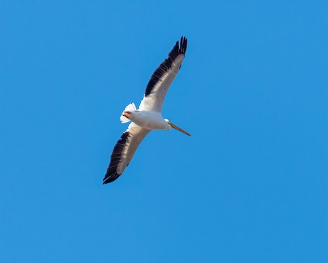 American White Pelican - James Kendall