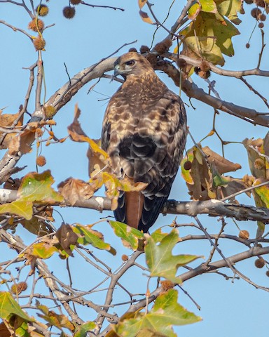 Red-tailed Hawk - James Kendall