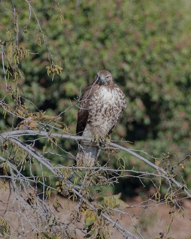 Red-tailed Hawk - James Kendall