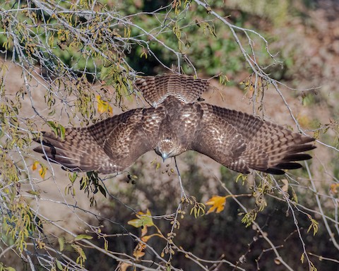 Red-tailed Hawk - James Kendall