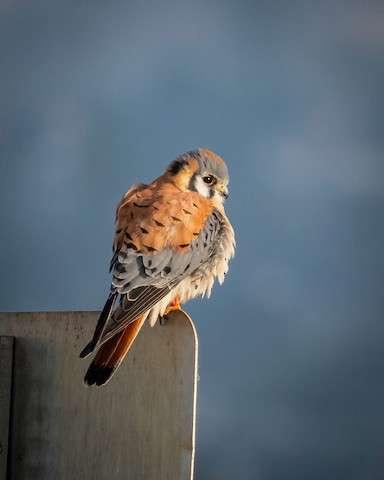 American Kestrel - James Kendall