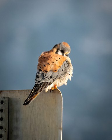 American Kestrel - James Kendall