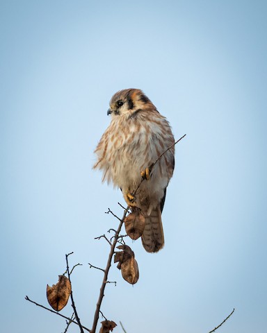 American Kestrel - James Kendall